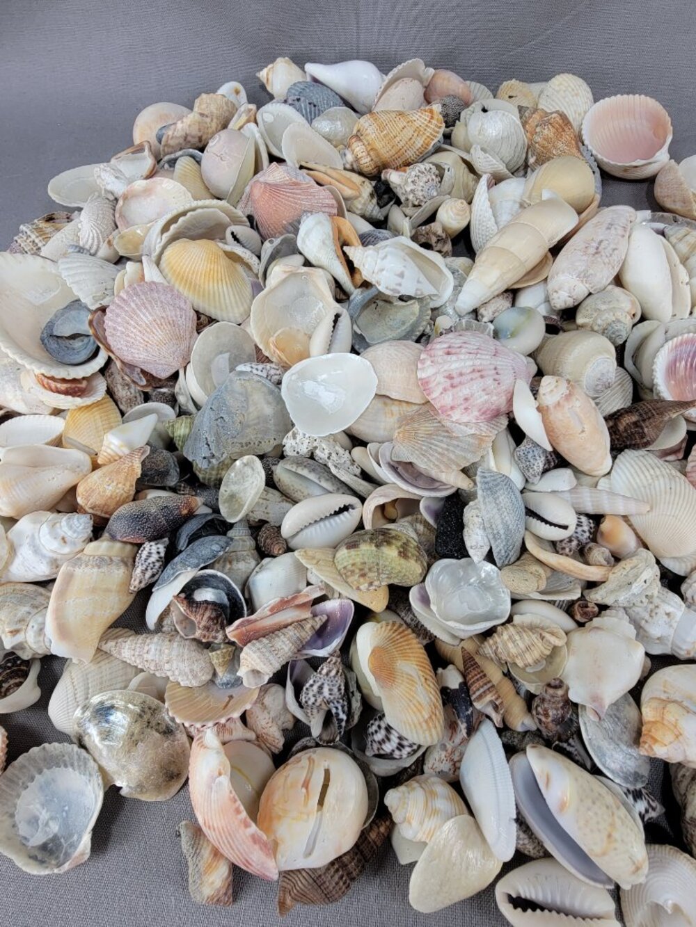 Natural Small Med Shell Seashell Mixed Lot Beach Ocean Decor Vase Filler Crafts - Picture 4 of 7
